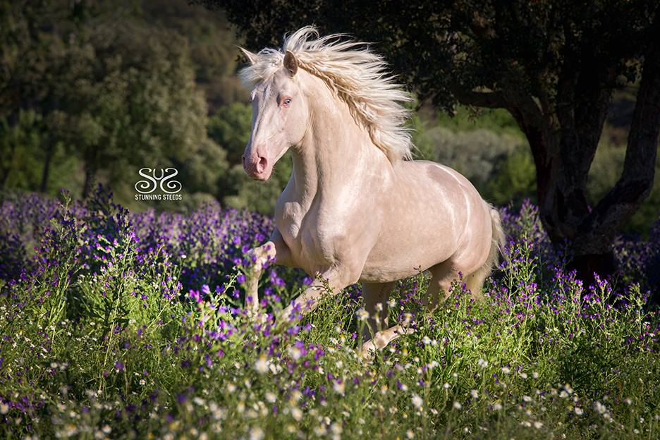 3yr old Cremello Lusitano Stallion LUGRE at QUINTA DA VARZEA